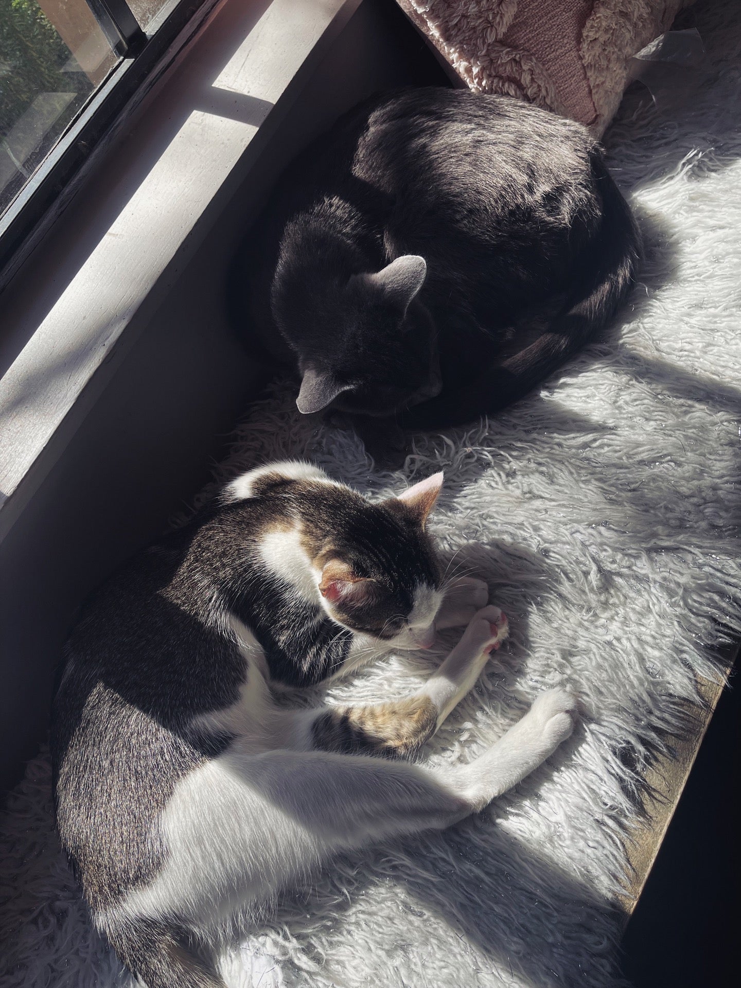 Cat Therapy