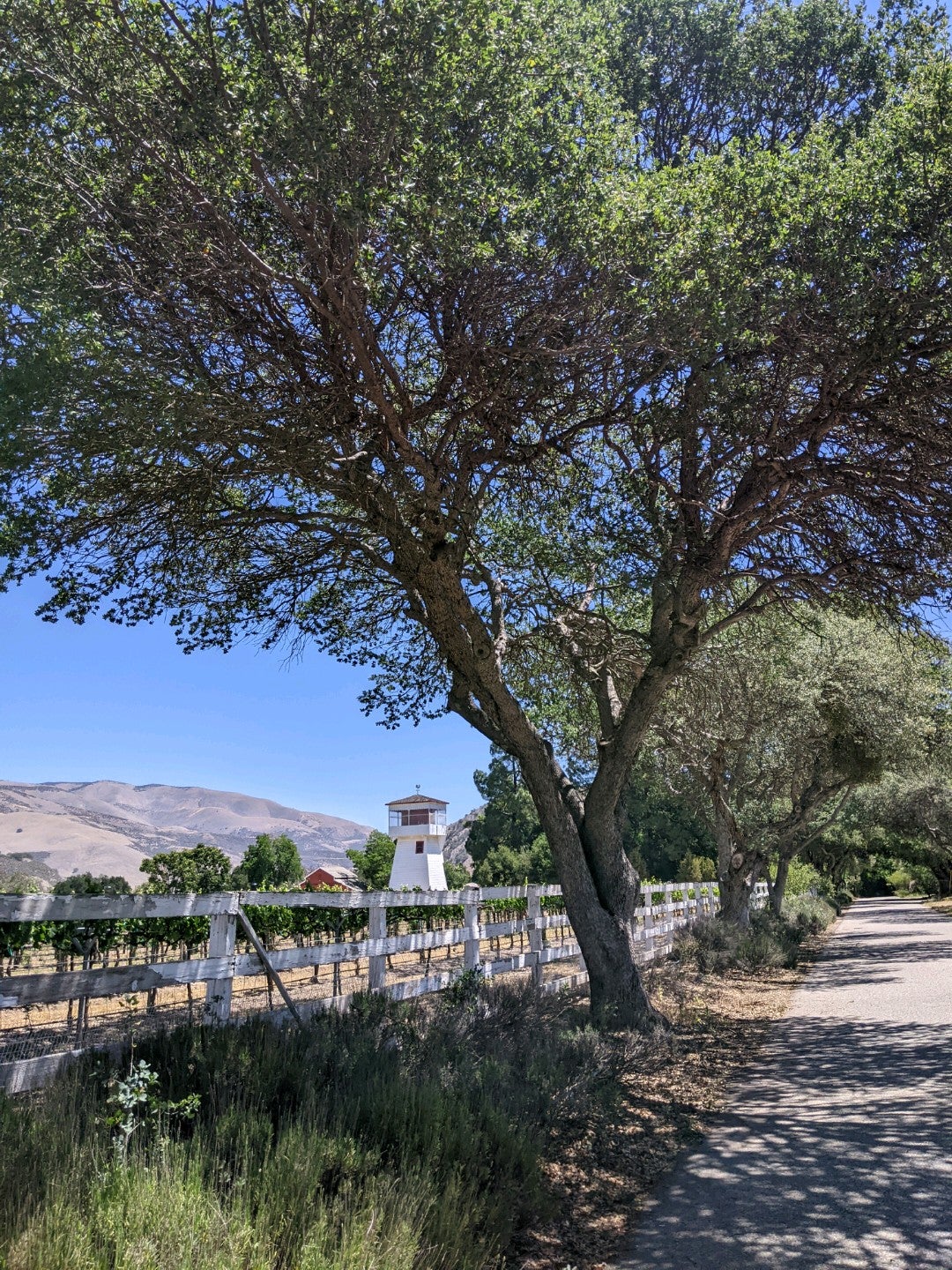 Mesa del sol vineyards
