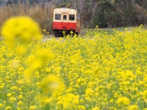 沿線に咲き誇る 菜の花 を満喫 南房総を走るローカル線の旅 千葉 いすみ 市原の旅行モデルコース こころから 沿線に咲き誇る 菜の花 を満喫 南房総を走るローカル線の旅 千葉 いすみ 市原の旅行モデルコース こころから