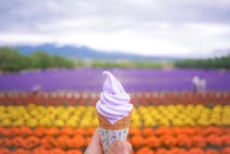 紫のラベンダーが丘を染めつくす夏の富良野で 絶景とグルメを楽しむ旅 北海道 富良野 美瑛の旅行モデルコース こころから