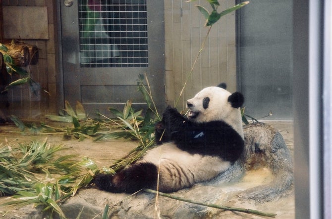 上野動物園 こころから