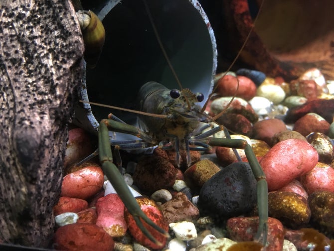 高千穂峡淡水魚水族館 こころから