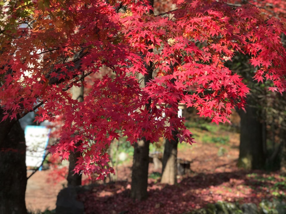 九州賞楓 各縣市紅葉景點大公開 自駕 搭車都好拍 Compathy Travel Magazine線上日本旅遊雜誌
