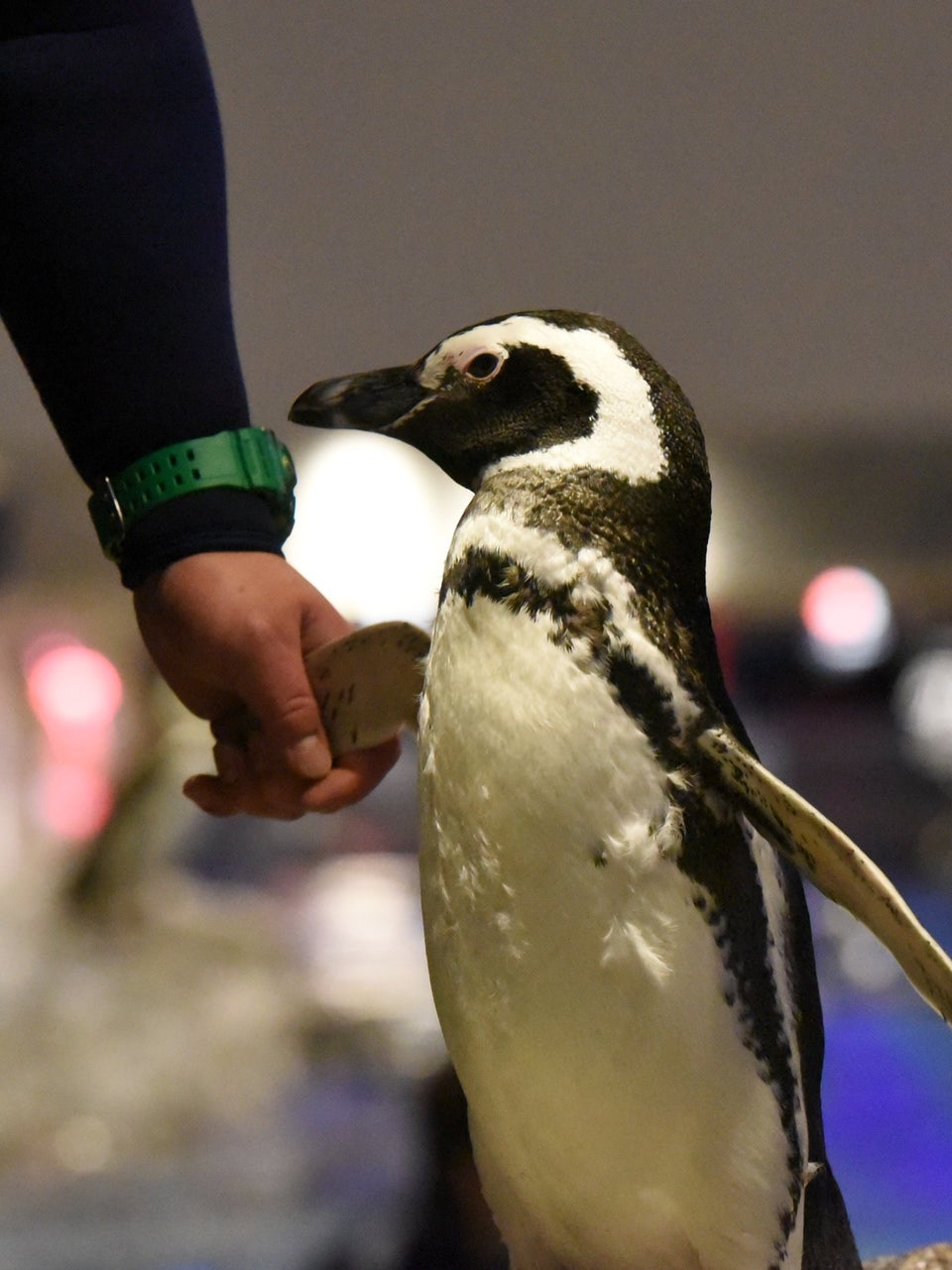 東京約會 讓情侶感情加溫的浪漫景點大公開 快與另一半來甜蜜放閃吧 Compathy Travel Magazine線上日本旅遊雜誌