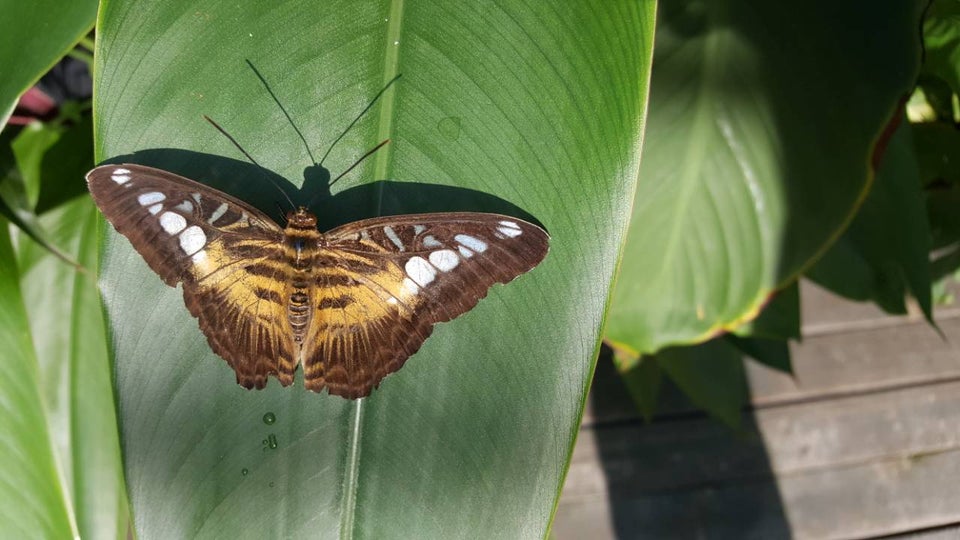 Photo of Butterfly Farm