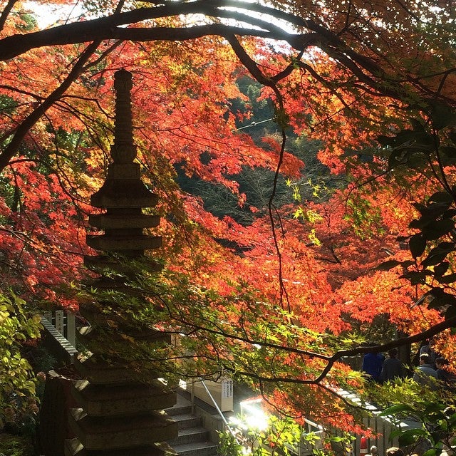 名古屋紅葉 秋天賞楓趣 不只名古屋 一次網羅愛知縣及日本中部楓葉名所 Compathy Travel Magazine線上日本旅遊雜誌 名古屋紅葉 秋天賞楓趣 不只名古屋 一次網羅愛知縣及日本中部楓葉名所 Compathy Travel Magazine線上日本旅遊雜誌