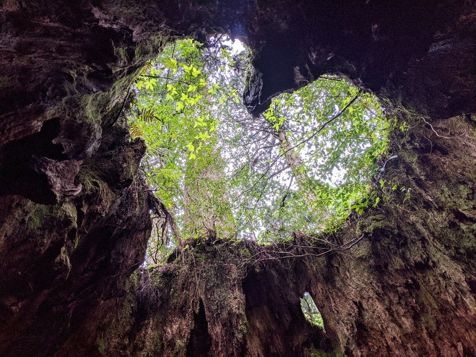 森の鼓動に耳を澄ます。世界遺産「屋久島」で自然の偉大さを体感