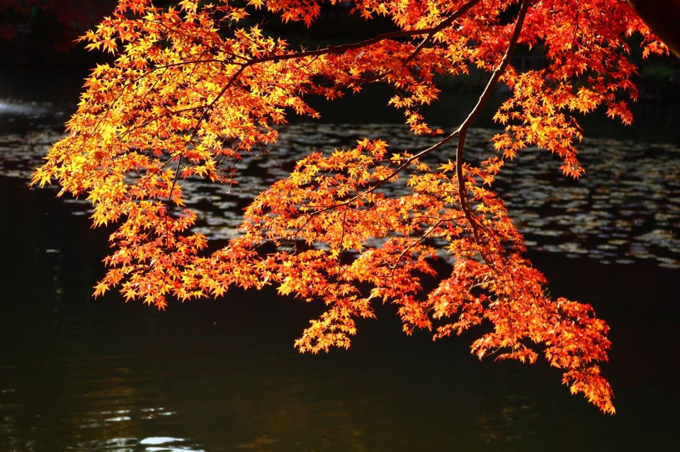 名古屋紅葉 秋天賞楓趣 不只名古屋 一次網羅愛知縣及日本中部楓葉名所 Compathy Travel Magazine線上日本旅遊雜誌 名古屋紅葉 秋天賞楓趣 不只名古屋 一次網羅愛知縣及日本中部楓葉名所 Compathy Travel Magazine線上日本旅遊雜誌