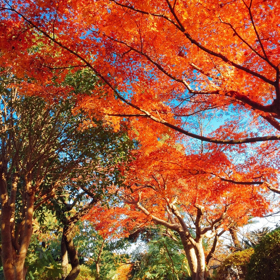 福岡賞楓 走進畫裡的紅葉秘境景點大全 市區 近郊行程全推薦 Compathy Travel Magazine線上日本旅遊雜誌