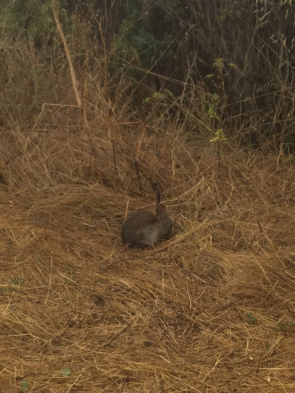 Curious bunny sitting in straw next to bushes on the side of Coastal Fire road on the downhill to Muir Beach.