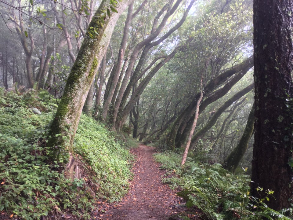 Coastal view trail in a lush misty forest with most of the trees leaning to the right with the wind.