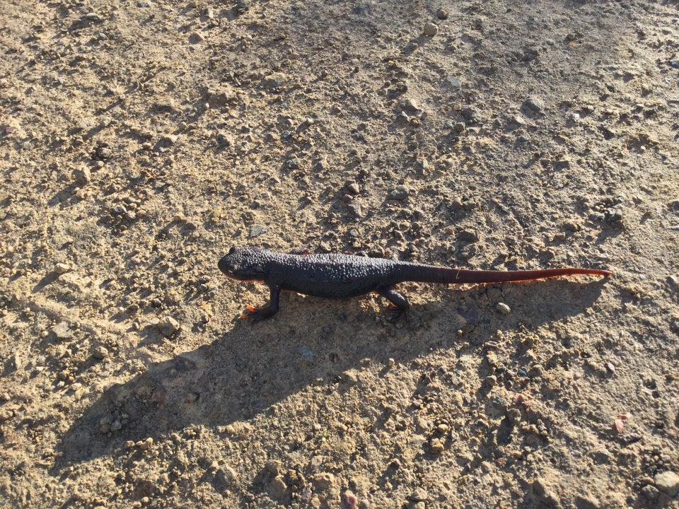 Purple salamander on smooth trail, glistening in the sun, casting a long shadow.