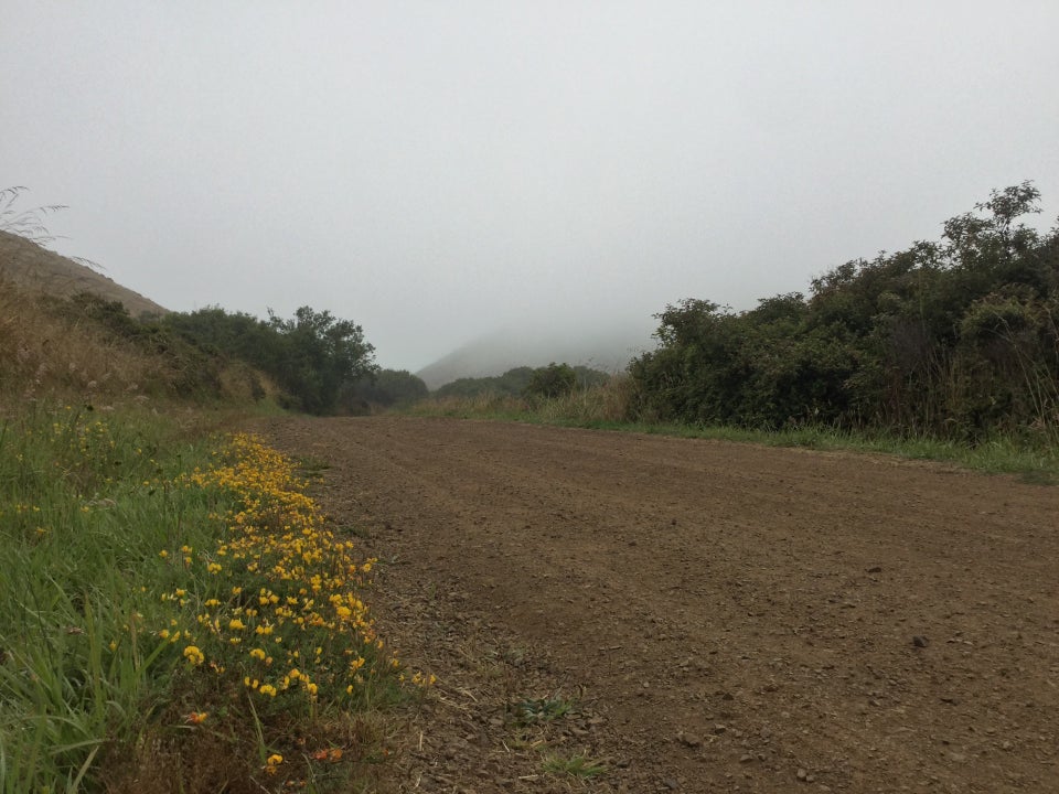 Yellow flowers along the side of Miwok, trees on the other side, and a hill in the distance disappearing into the fog