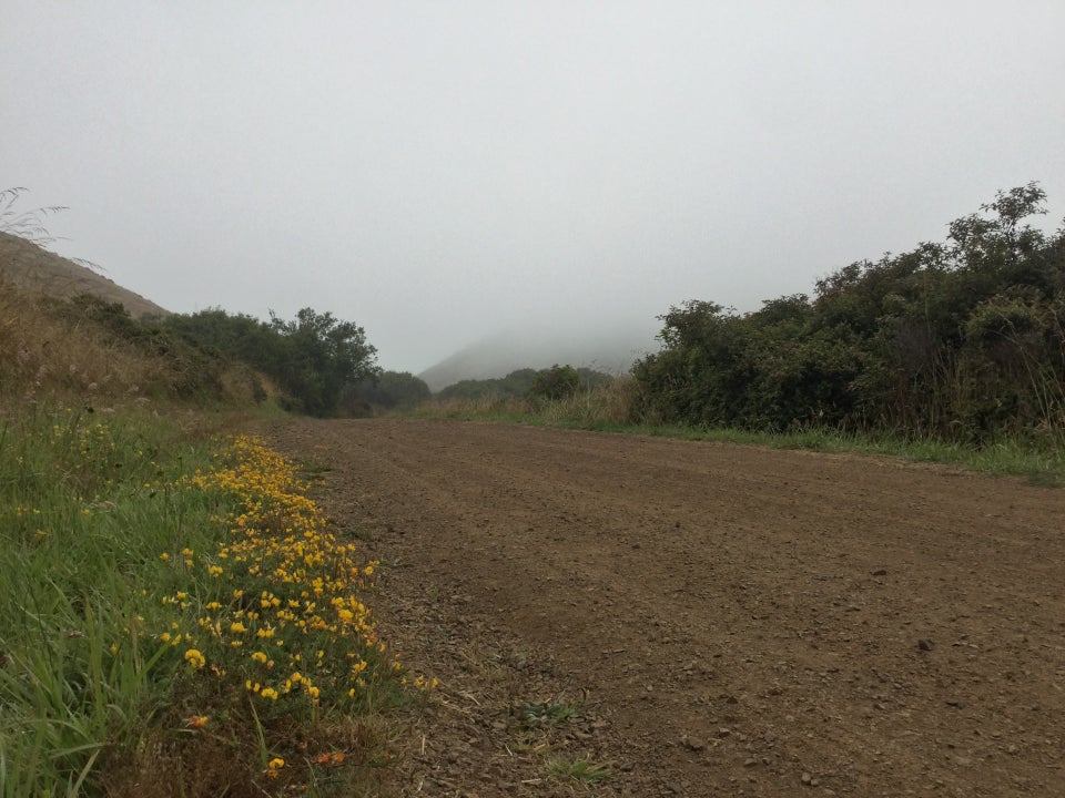 Yellow flowers along the side of Miwok, trees on the other side, and a hill in the distance disappearing into the fog