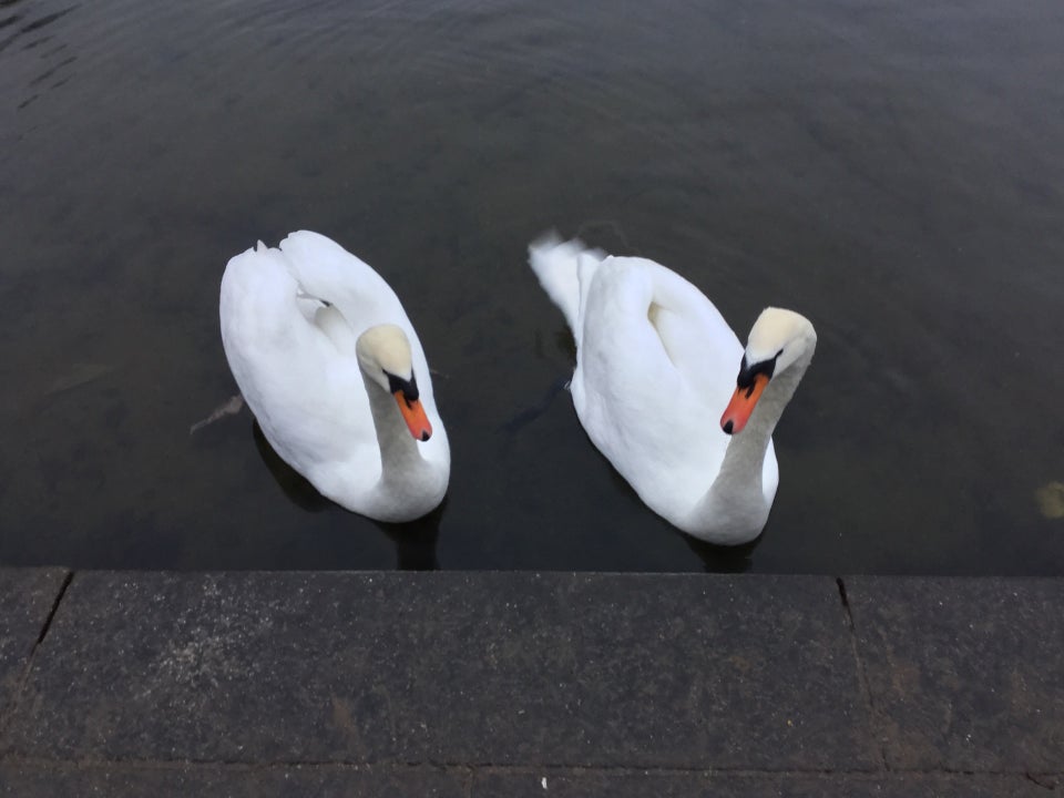 Two swans at the shore of a pond, gazing sideways at each other and toward the concrete shore in front.
