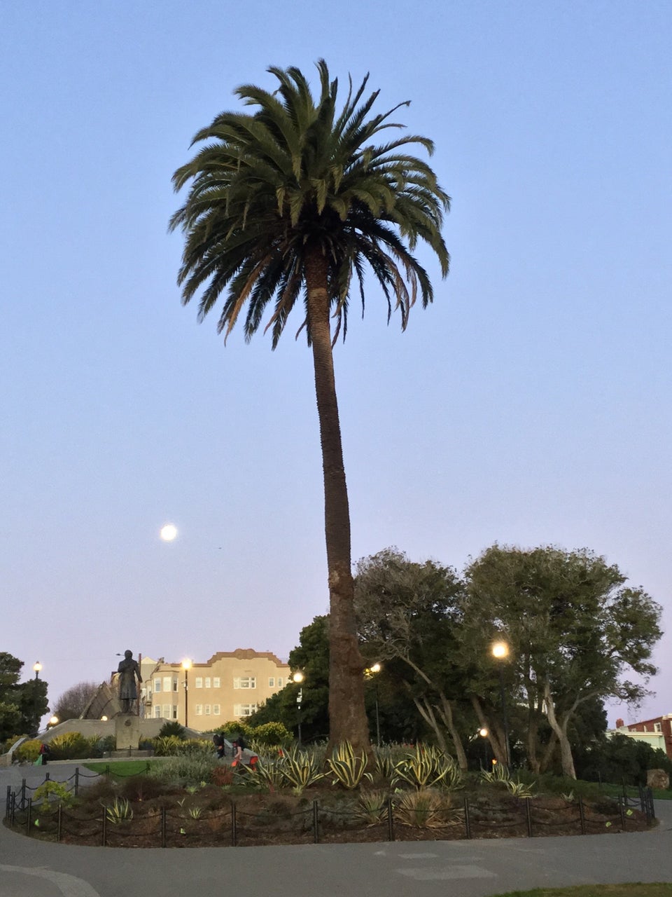 Tall palm tree with the moon behind it against a bluish purple pre-dawn sky with a statue, apartment building, and a few trees in the background, a dirt bed of various succulents at the base of the palm tree.