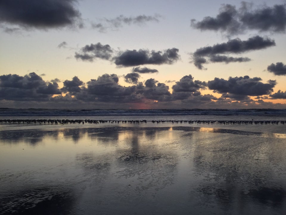 Hundreds of small birds backlit walking on the sand just at the edge of the beach where it meets the waves, cumulus clouds above the ocean, reflected in the wet sand below.