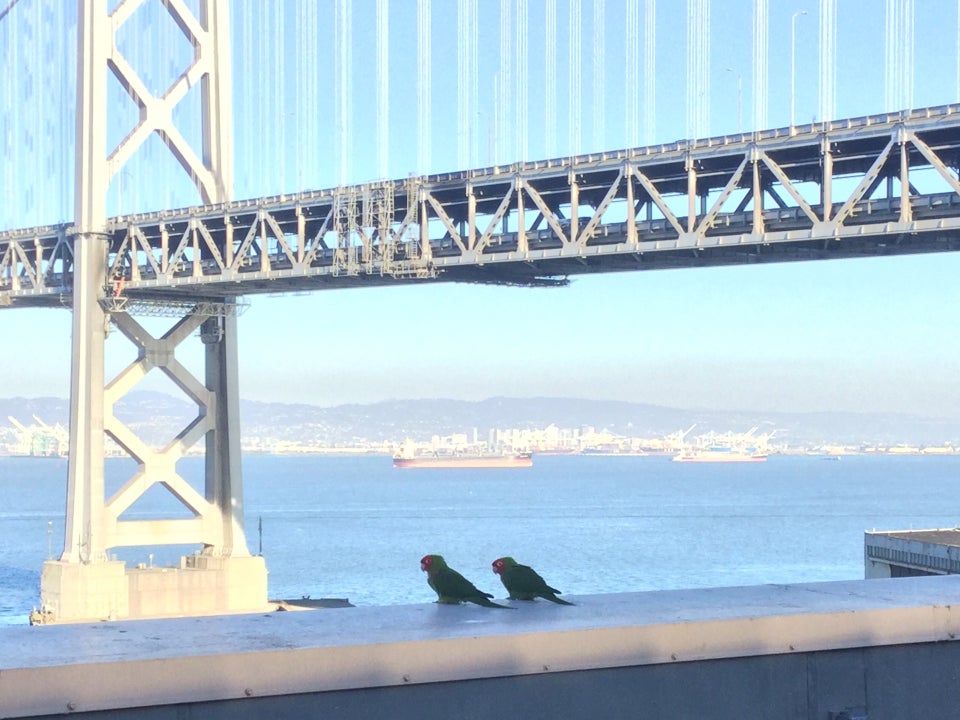 Bay Bridge in the sun, Port of Oakland in the distance, a large container ship in the bay, two parrots on the ledge immediately nearby.