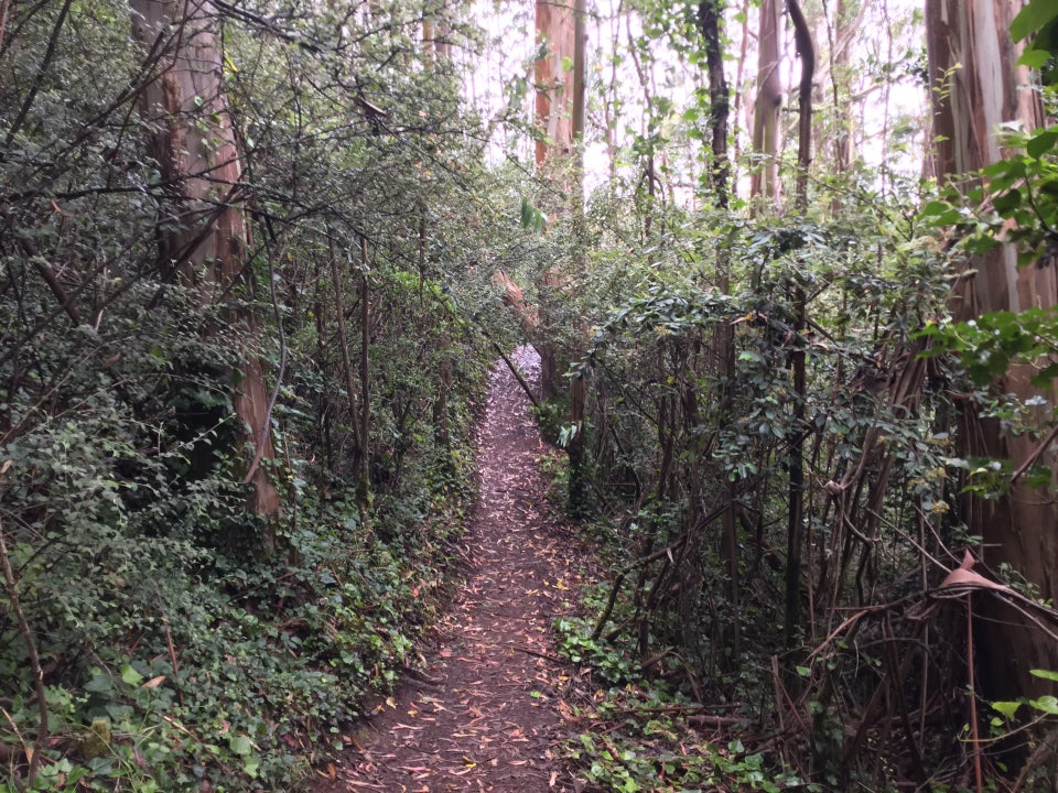 Forested single-track part of SCA trail, trees and greening lining both sides and covering the canopy.