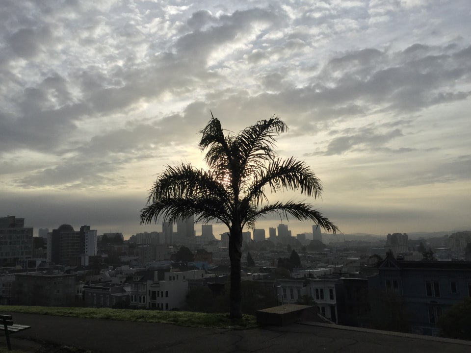 Palm tree at Alta Plaza Park with the San Francisco skyline behind it, mostly overcast clouds above, lit by a rising sun.