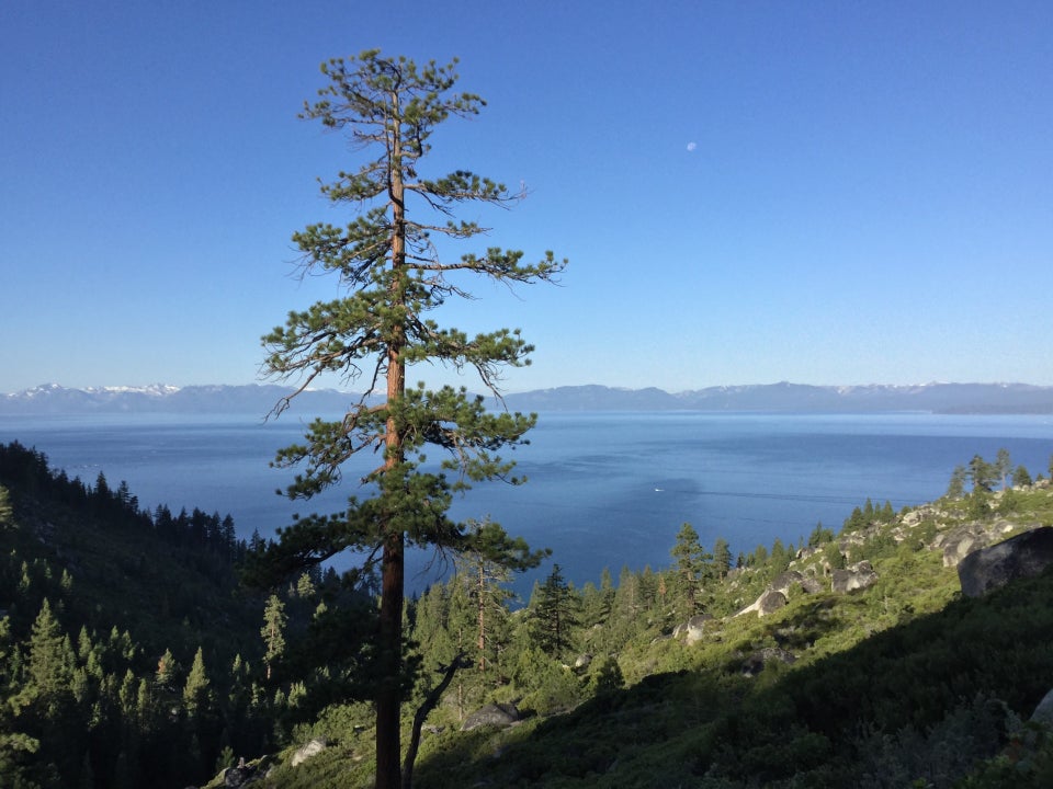 Tall tree in the foreground, Lake Tahoe and western mountains in the background viewed from Tunnel Creek Road