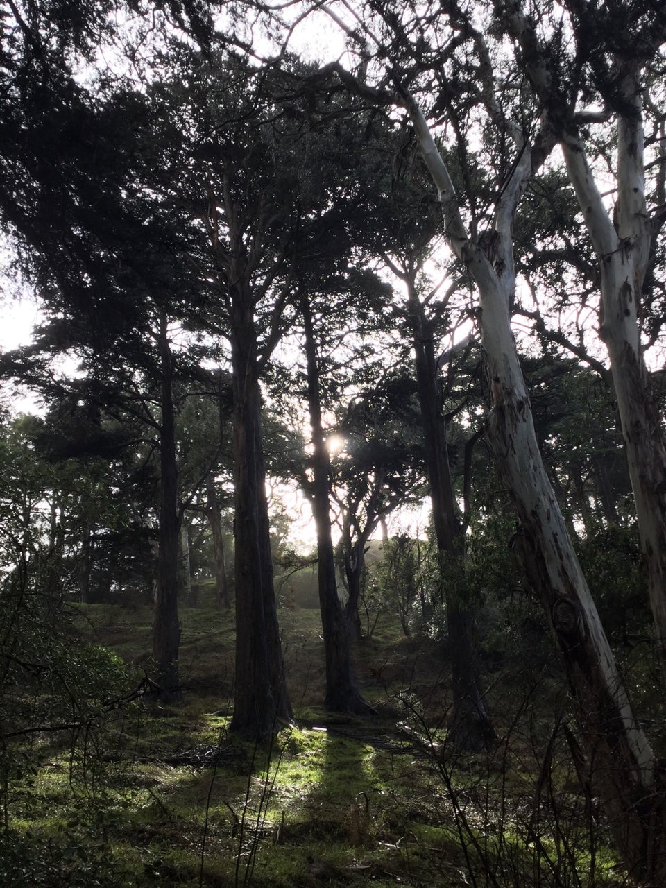 The sun peaking through between trees, lighting up glistening leaves and grass in Buena Vista Park.