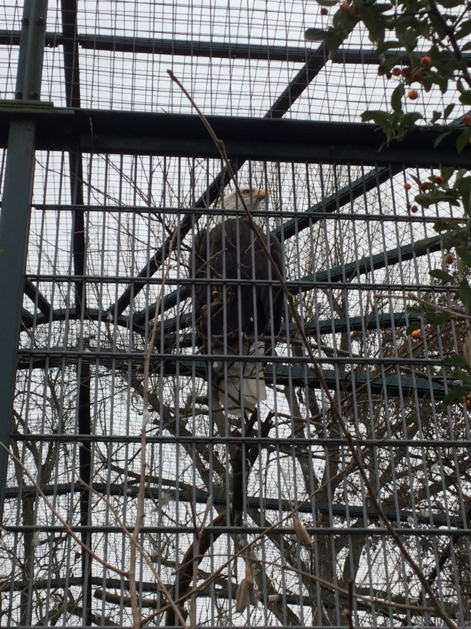 Bald eagle in a cage