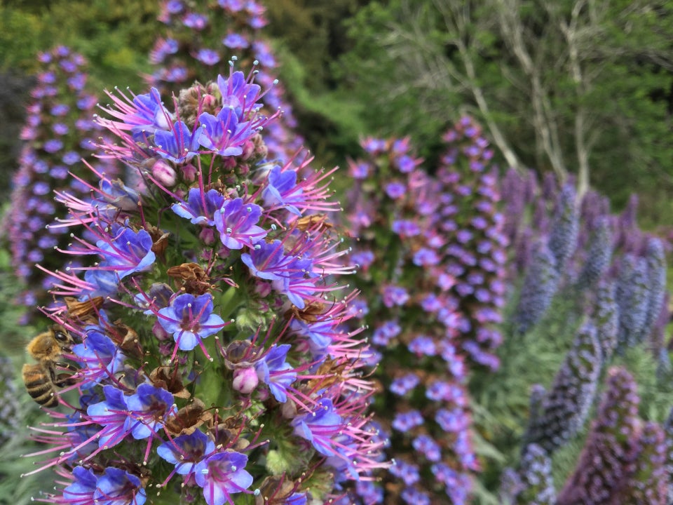 Blue purple flowers in close focus with a bee pollinating the blossoms, behind them a bush of many more flowers, out of focus, and behind those, trees even more blurry.