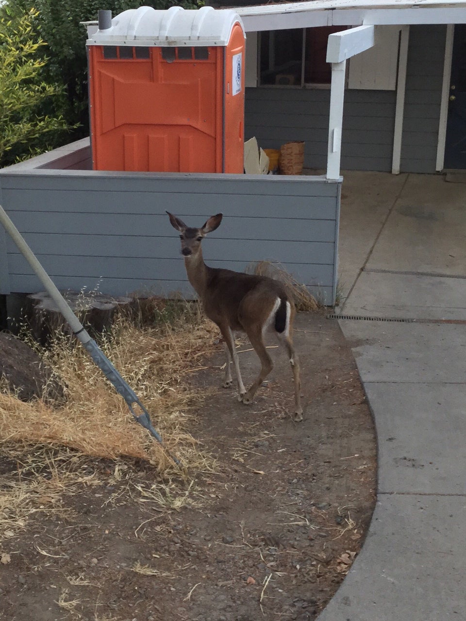 A deer near a driveway in front of a Mill Valley house