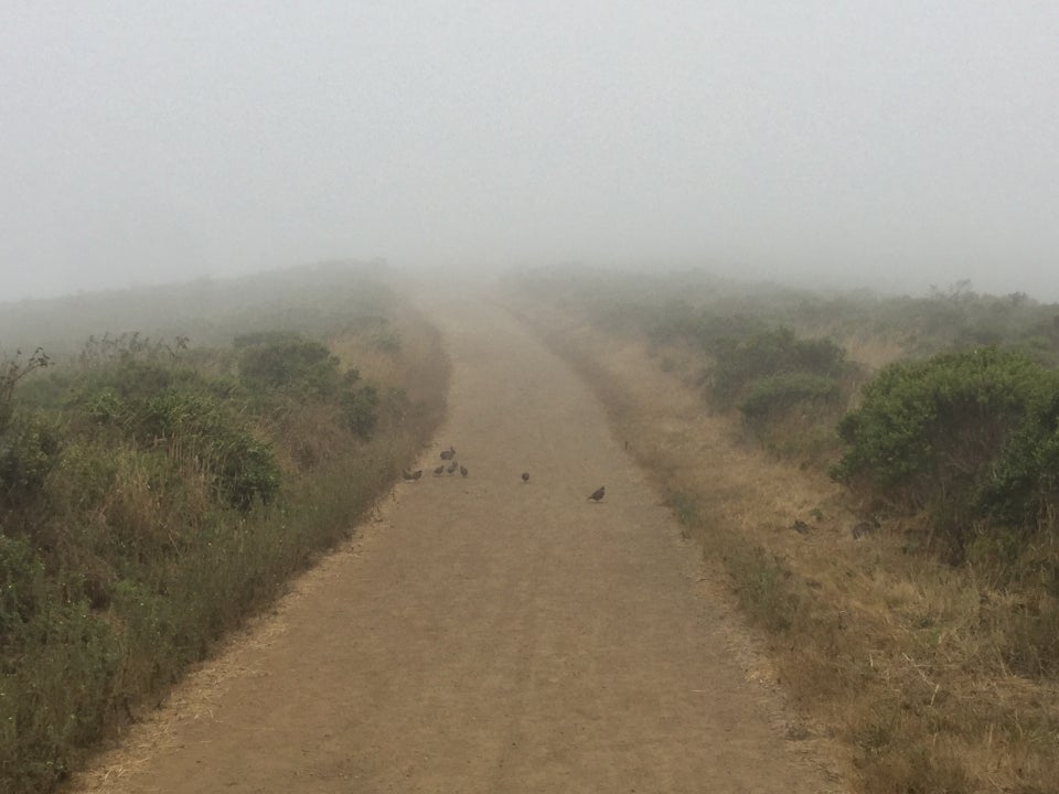 Fox trail under a thick fog, with quail and a bunny up ahead on the dirt trail with bushes on both sides.