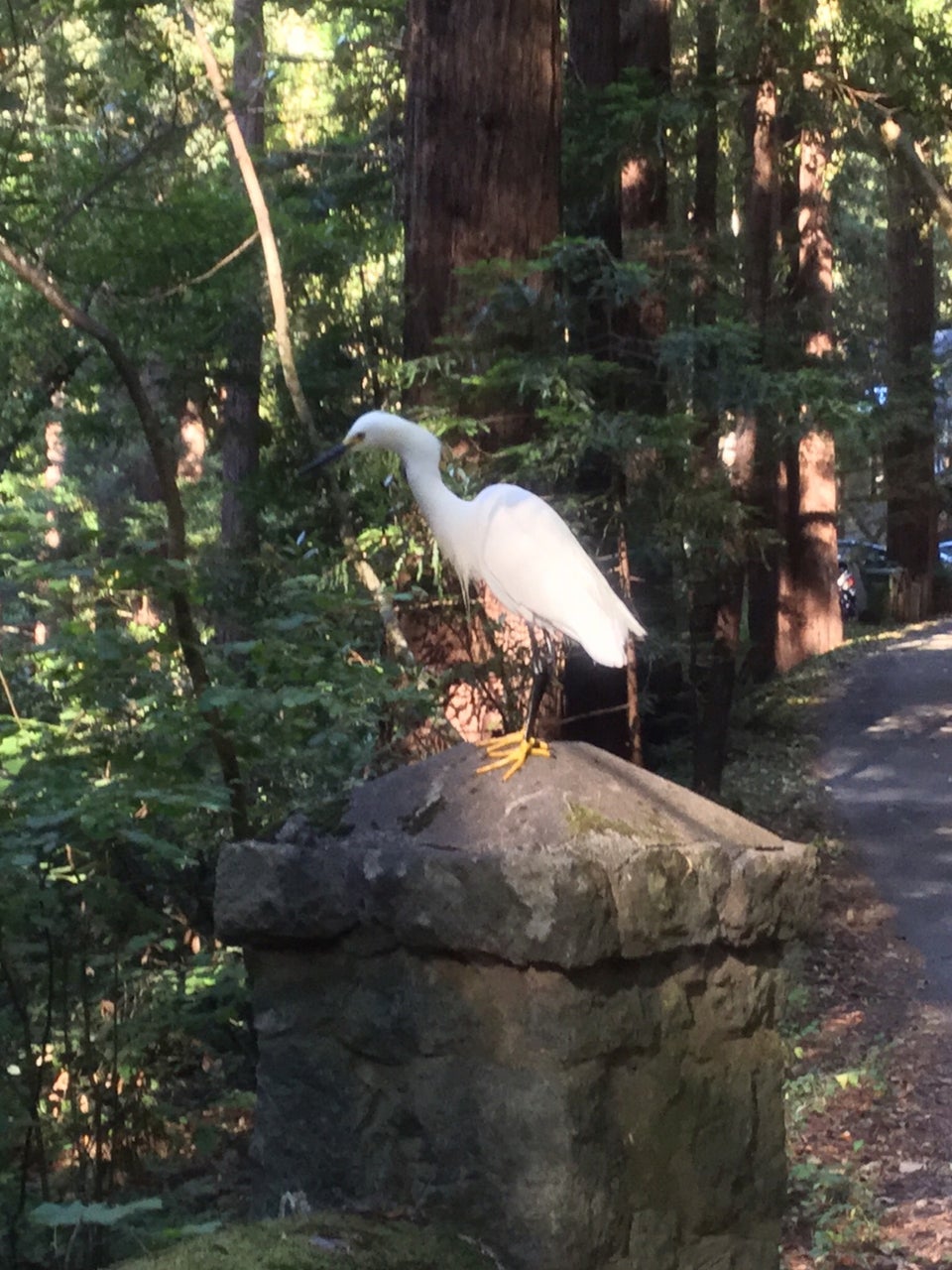 An egret perched on a wide stone and concrete post on Cascade road in Mill Valley