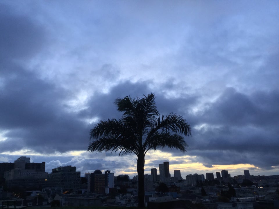 Blue grey sky, mostly cloudy, sunrise lighting barely peaking through some of the clouds, just above the cityscape in the background, a single palm tree in the foreground at Alta Plaza park.