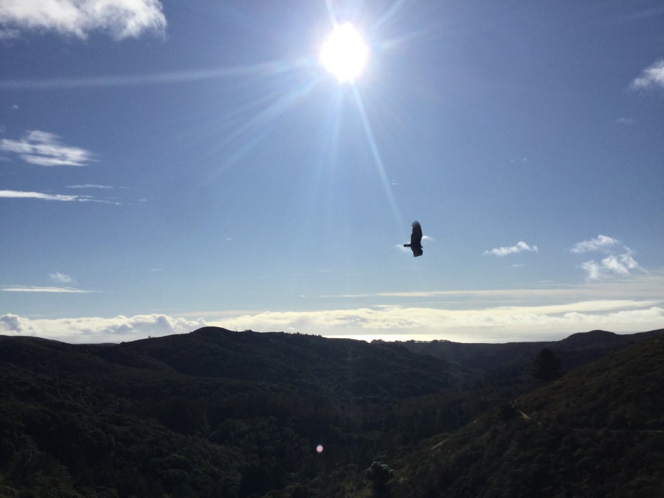 Bright sun shining at the top, with a few sunbeams across a blue sky with scattered clouds, over a distant cloudy horizon, and beautiful green hills in front, a backlit bird with its wings spread flying from left to right.