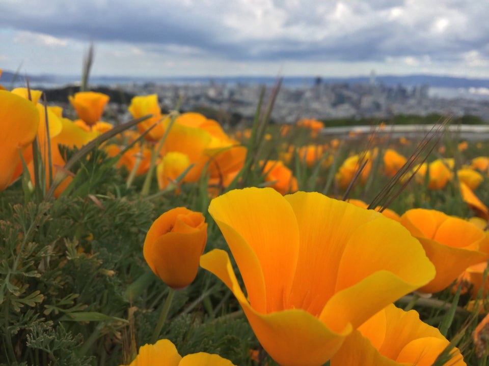 California poppies up close, among a mini-field of them, blurrier in the distance, blurry downtown San Francisco in the distance, East Bay hills, white, gray, and dark blue clouds above.