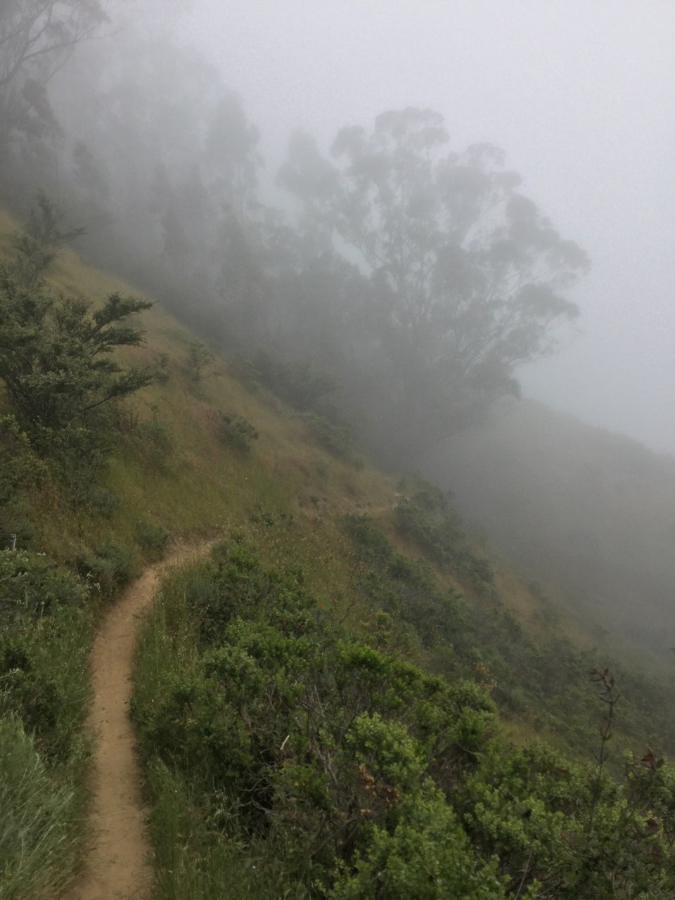 Winding Miwok cut-off single-track trail with a hill on the left, and drop-off on the right, fog shrouded trees and hills in the distance