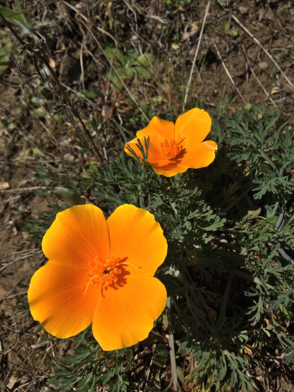 Two California golden state poppies brightly lit by the sun, casting shadows on their plant, sparse other plants in the dirt in the background.