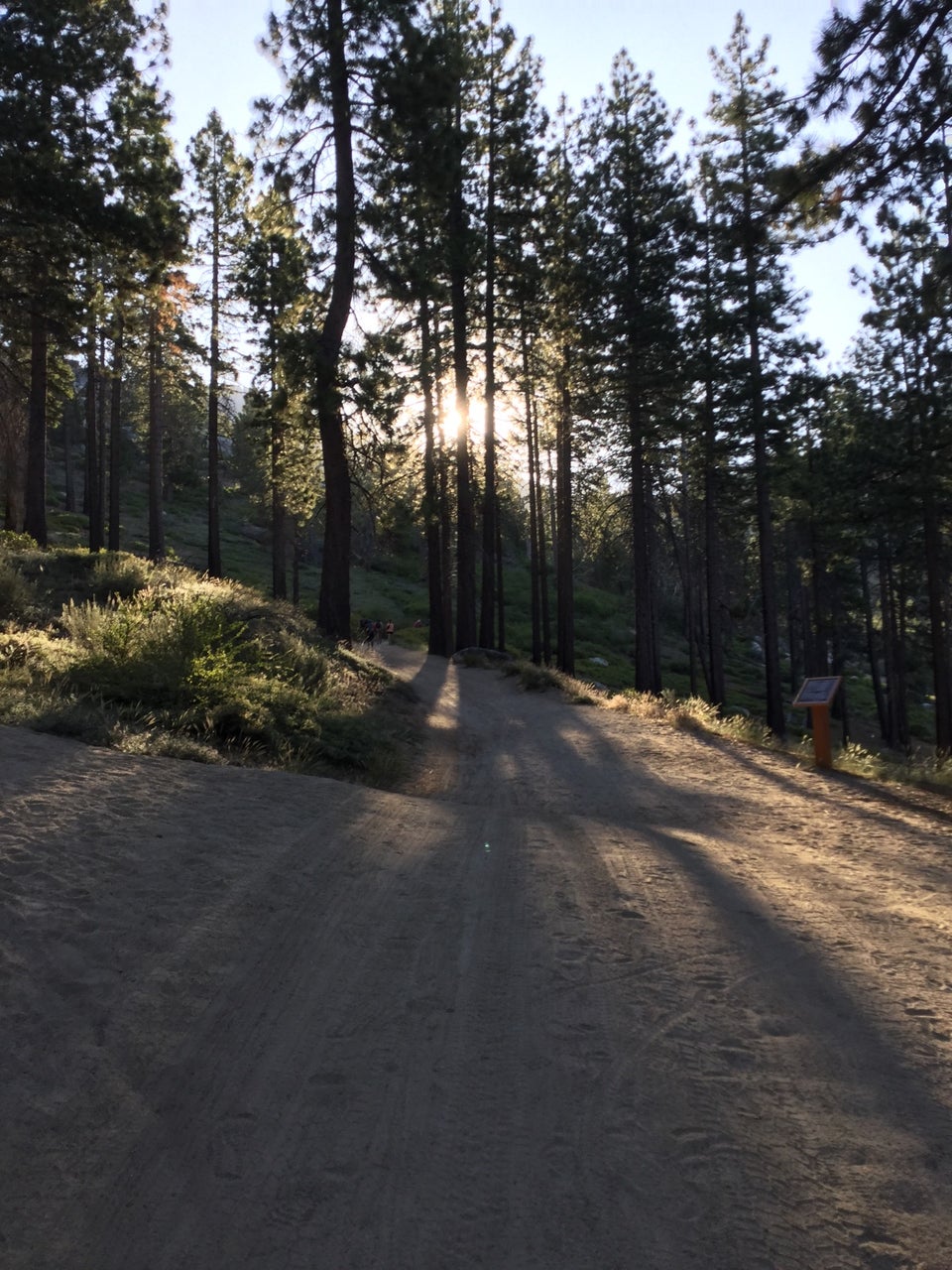 Sun behind tall trees just after sunrise on the Tunnel Creek Road trail