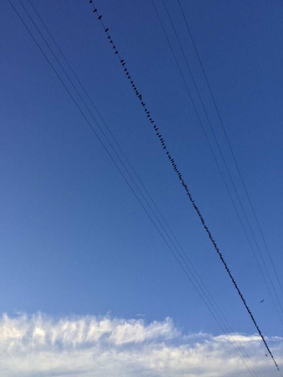 Hundreds of birds perched on a single wire among several wires overhead with a blue sky above them and clouds on the horizon.