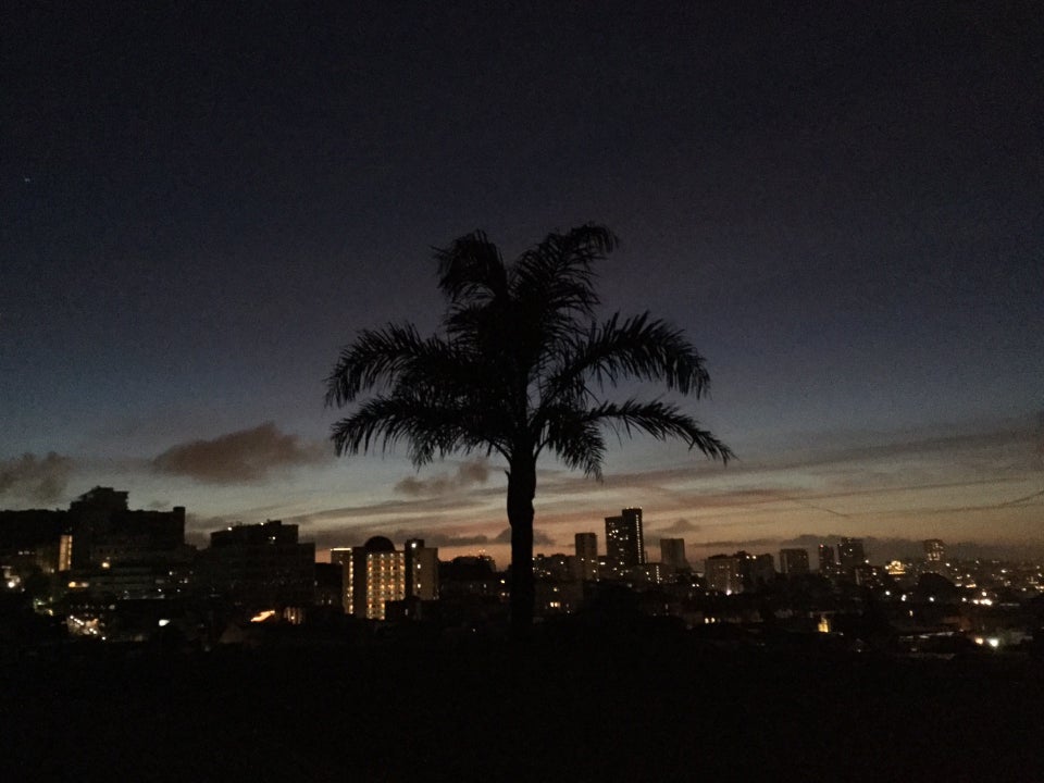 Dark sky above the first lights of dawn, backlighting a palmtree, faint orange glow on the horizon behind city buildings with their lights on.