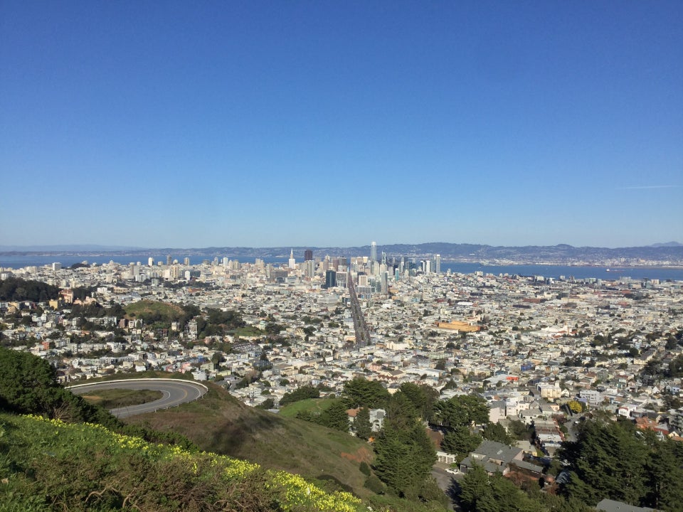 Midday view of clear blue sky above the East Bay, downtown San Francisco bisected by Market Street, buildings spreading out to both sides, nearby Twin Peaks incline with hairpin turn, green hillsides and trees, a band of yellow flowers and green bushes just below.