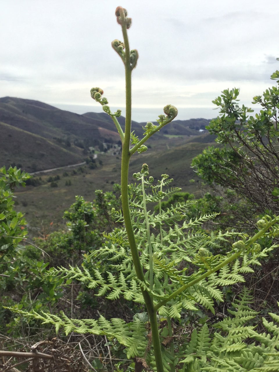 New fern plant unfurling its spiral branches and leaves, Rodeo Valley in the distance, out of focus.