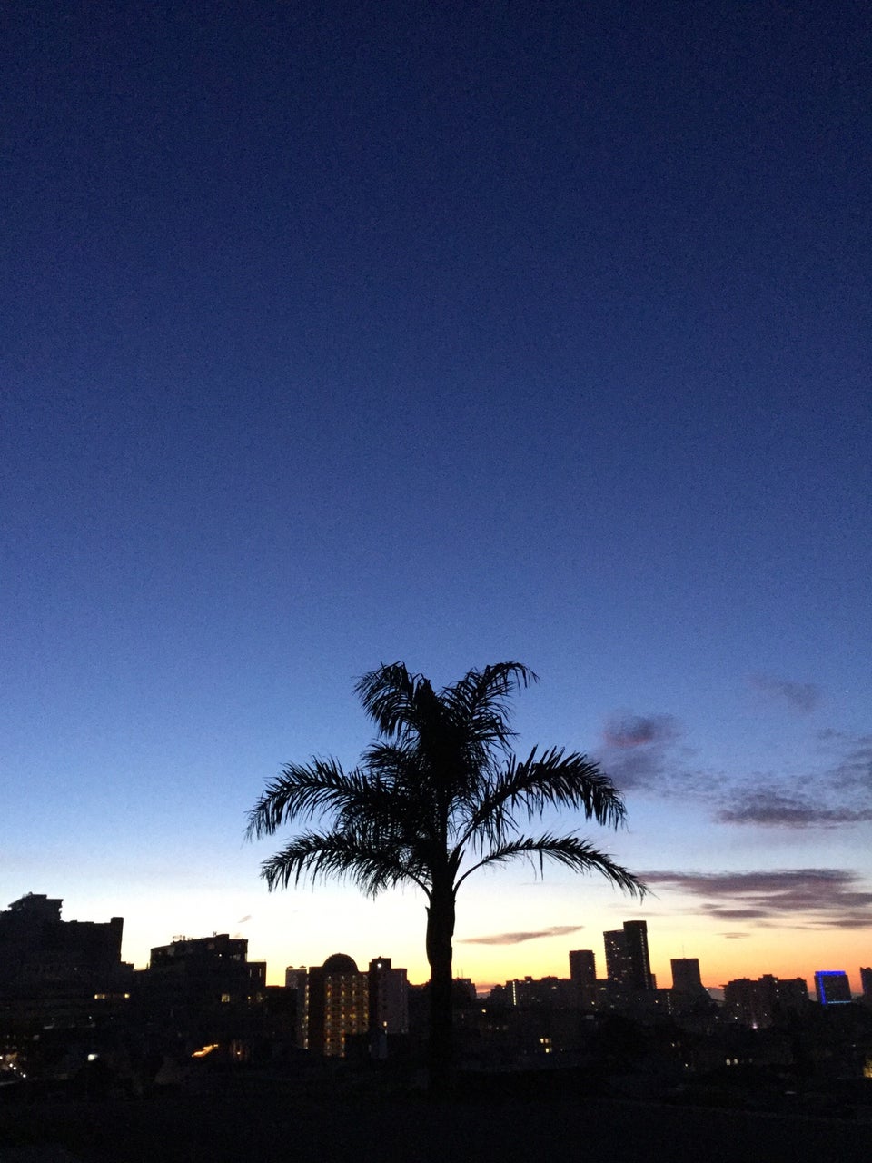 Deep bold blue sky to light blue gradient just above a horizon glowing yellow with a little bit of orange above San Francisco buildings in the dark, backlighting a palm tree in the foreground.