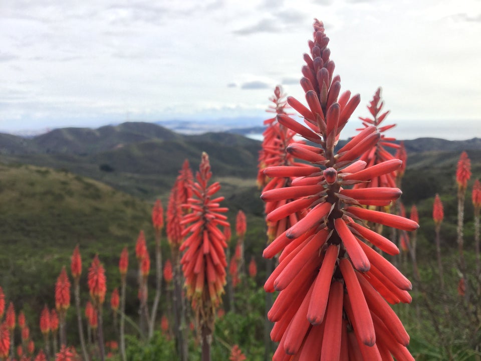 Red flowers, one of them up close, the others down the hillside out of focus, Marin Headlands in the distance.