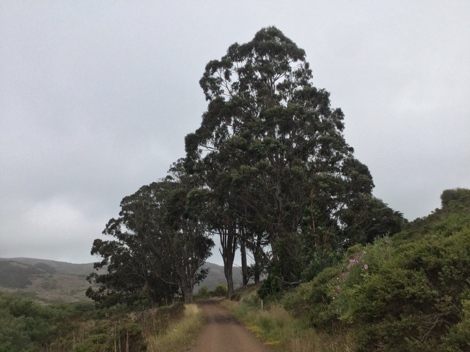 Cluster of trees near the start of Bobcat trail uphill, like an entrance gate, taller than any other nearby foliage.