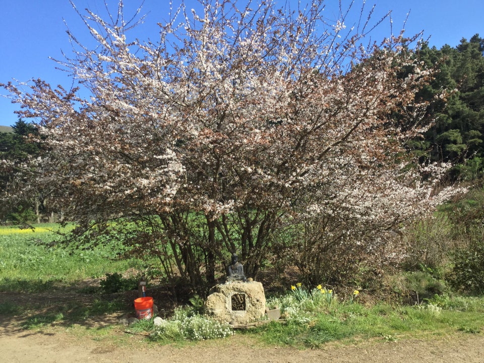 Large cherry tree blossoming above a small buddha statue and water tap at its base.