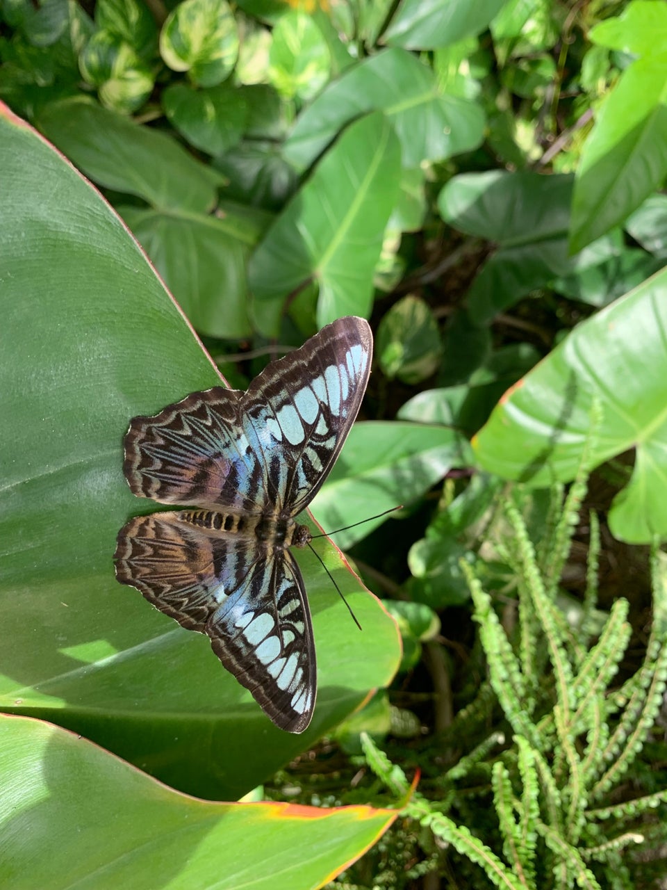 Photo of Butterfly Farm