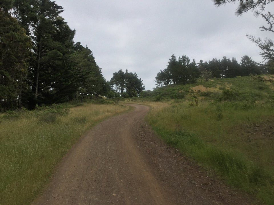 Looking up Marincello trail, grass on both sides, trees on the left side and in the distance