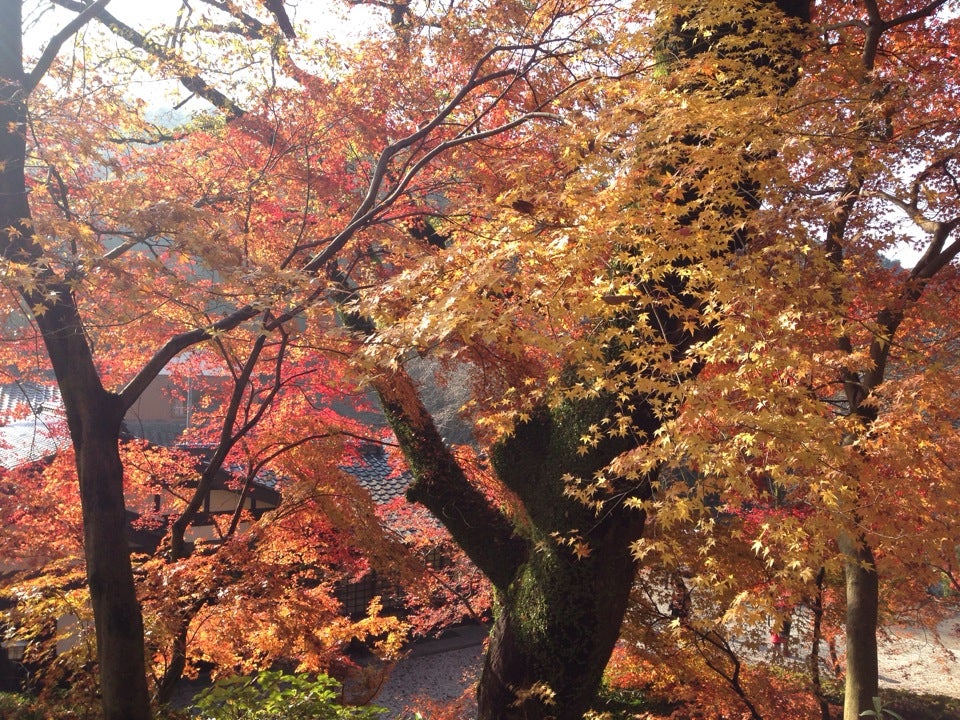 福岡賞楓 走進畫裡的紅葉秘境景點大全 市區 近郊行程全推薦 Compathy Travel Magazine線上日本旅遊雜誌
