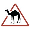 Roaming Camel