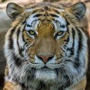 El-roi Tiger